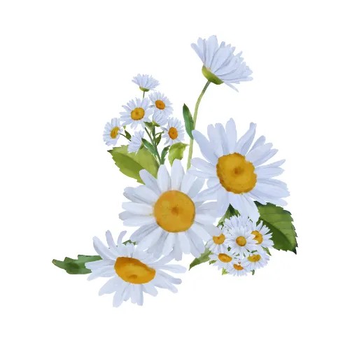 Chamomile