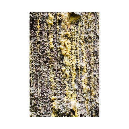 Fir Resin