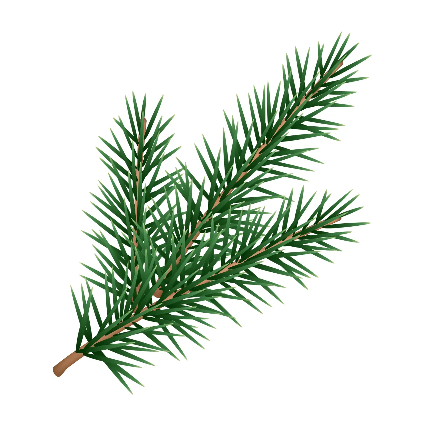 Fir