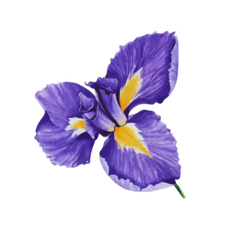 Iris