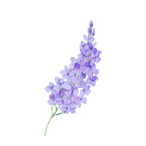 Lilac