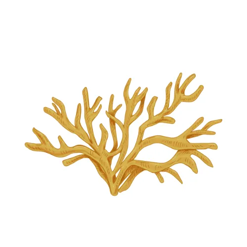 Oakmoss