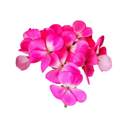 Pelargonium