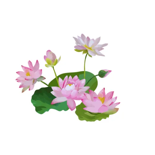 Water Lily