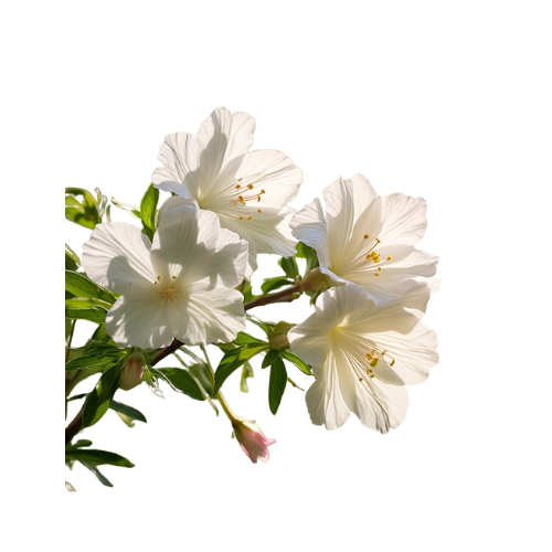 White Musk
