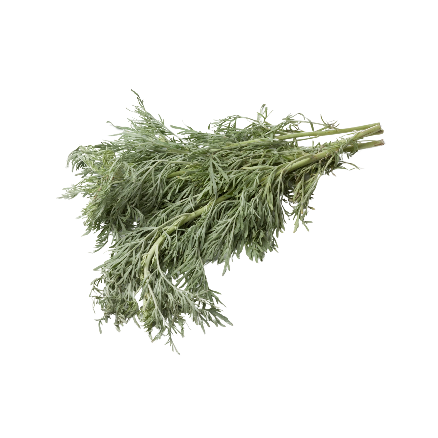 Artemisia
