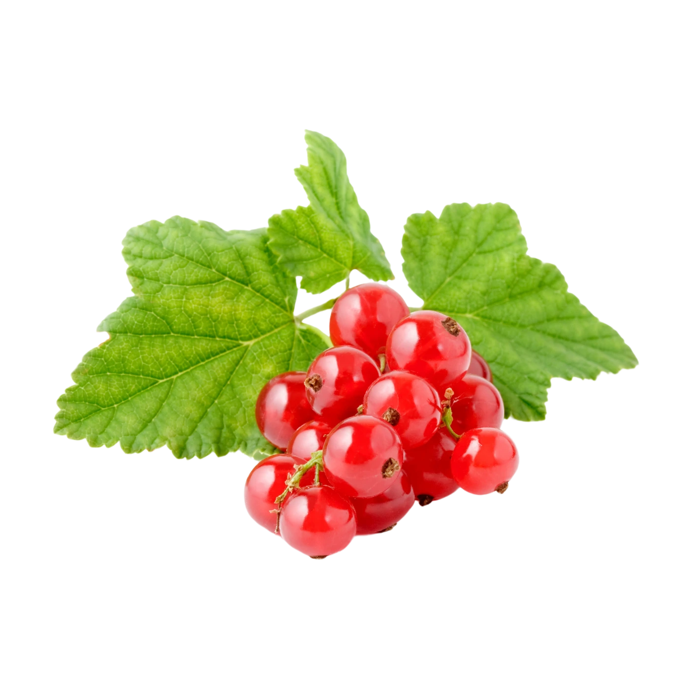 Red Currant