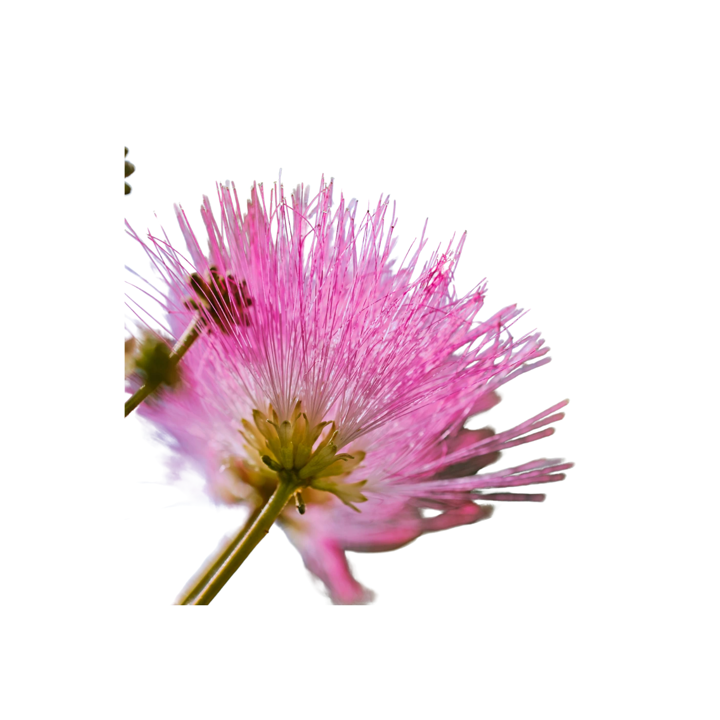 Silk Tree Blossom