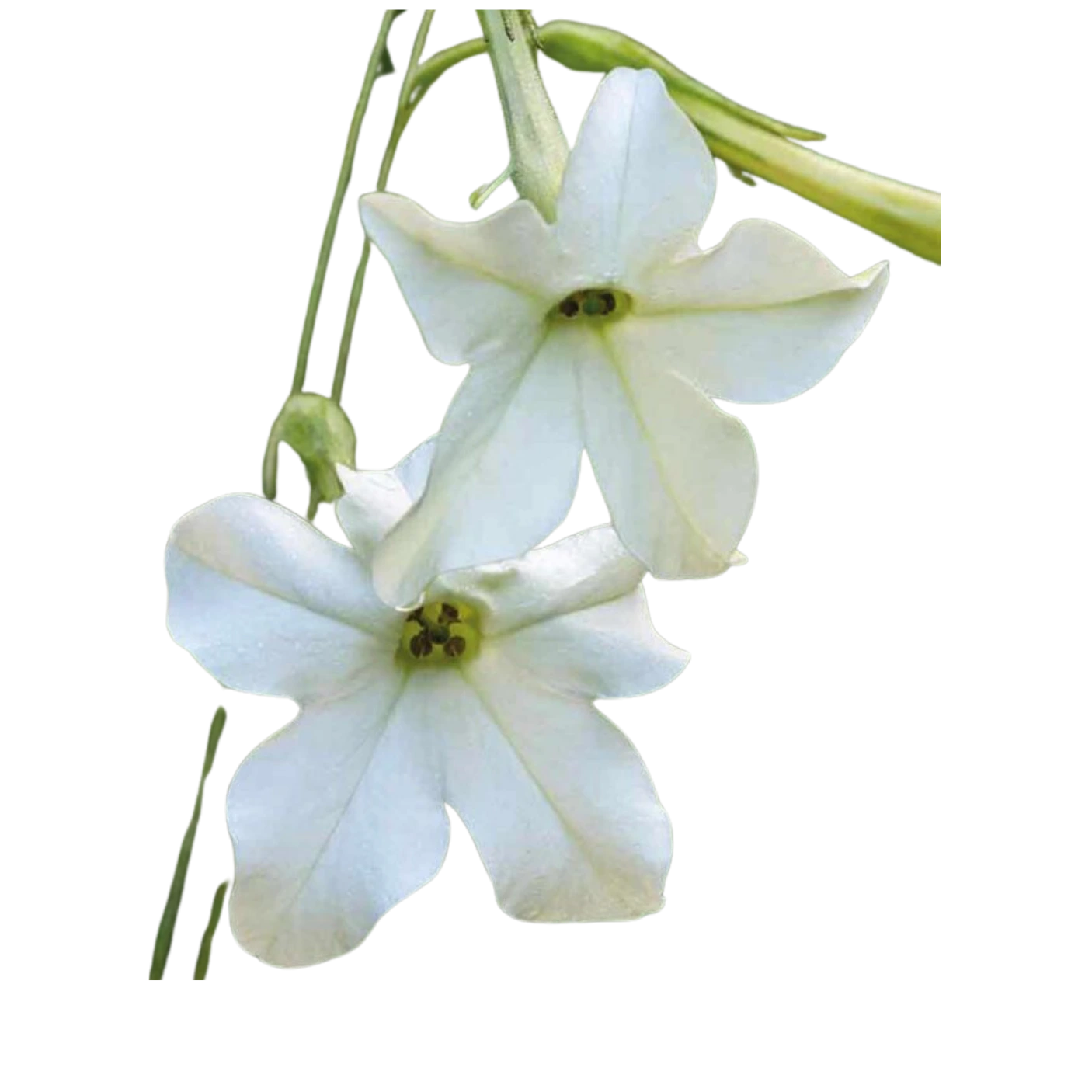 White Tobacco